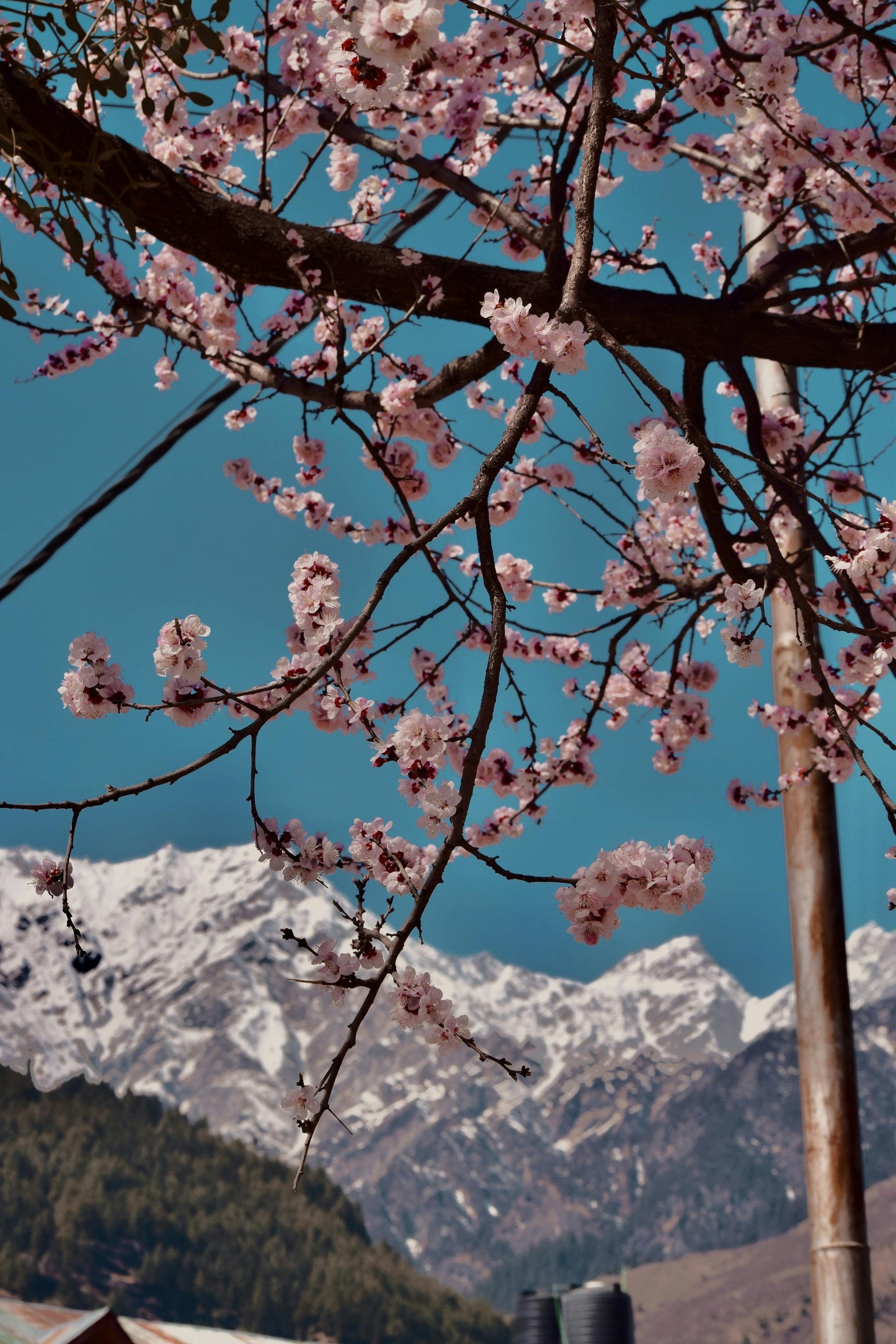 Manali Hills Retreat 4 N / 5 D